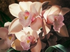 Cymbidium Spray